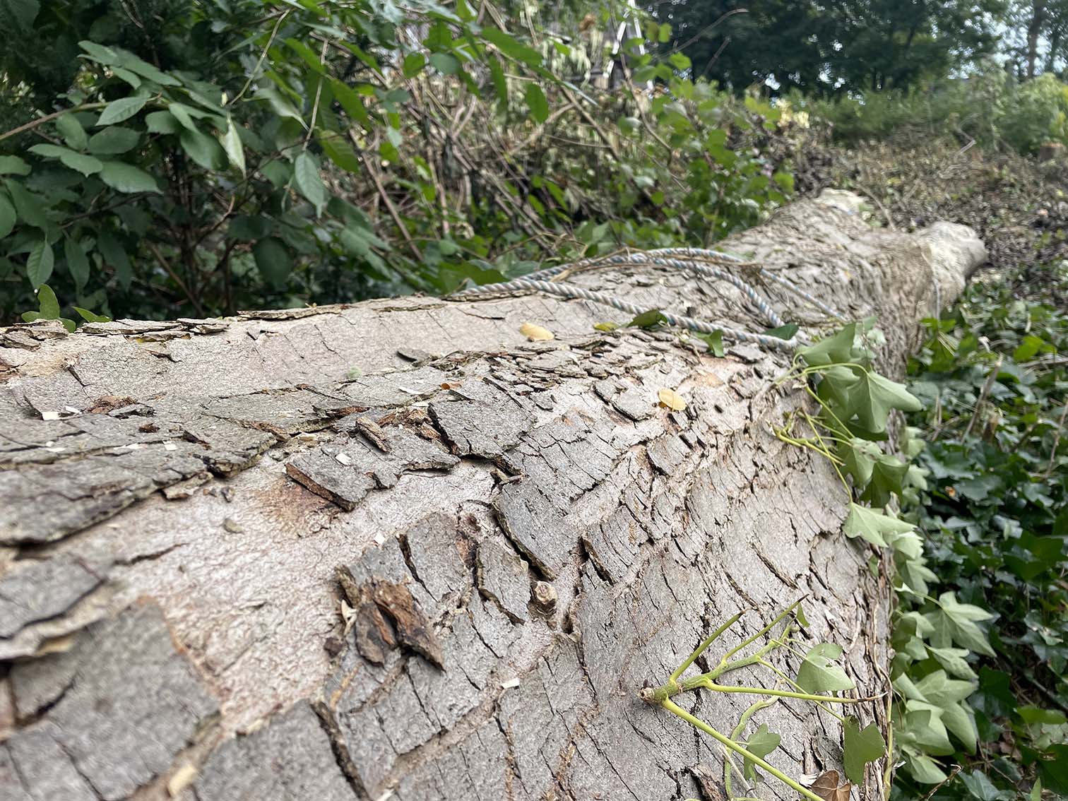 vellen bomen op stuk bouwgrond