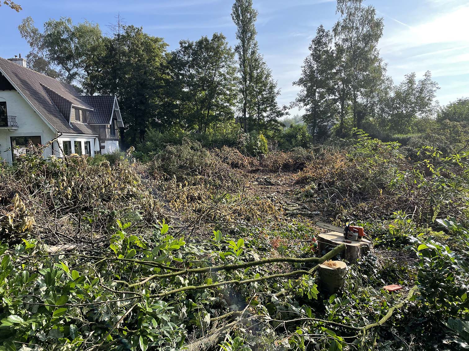 vellen bomen op stuk bouwgrond