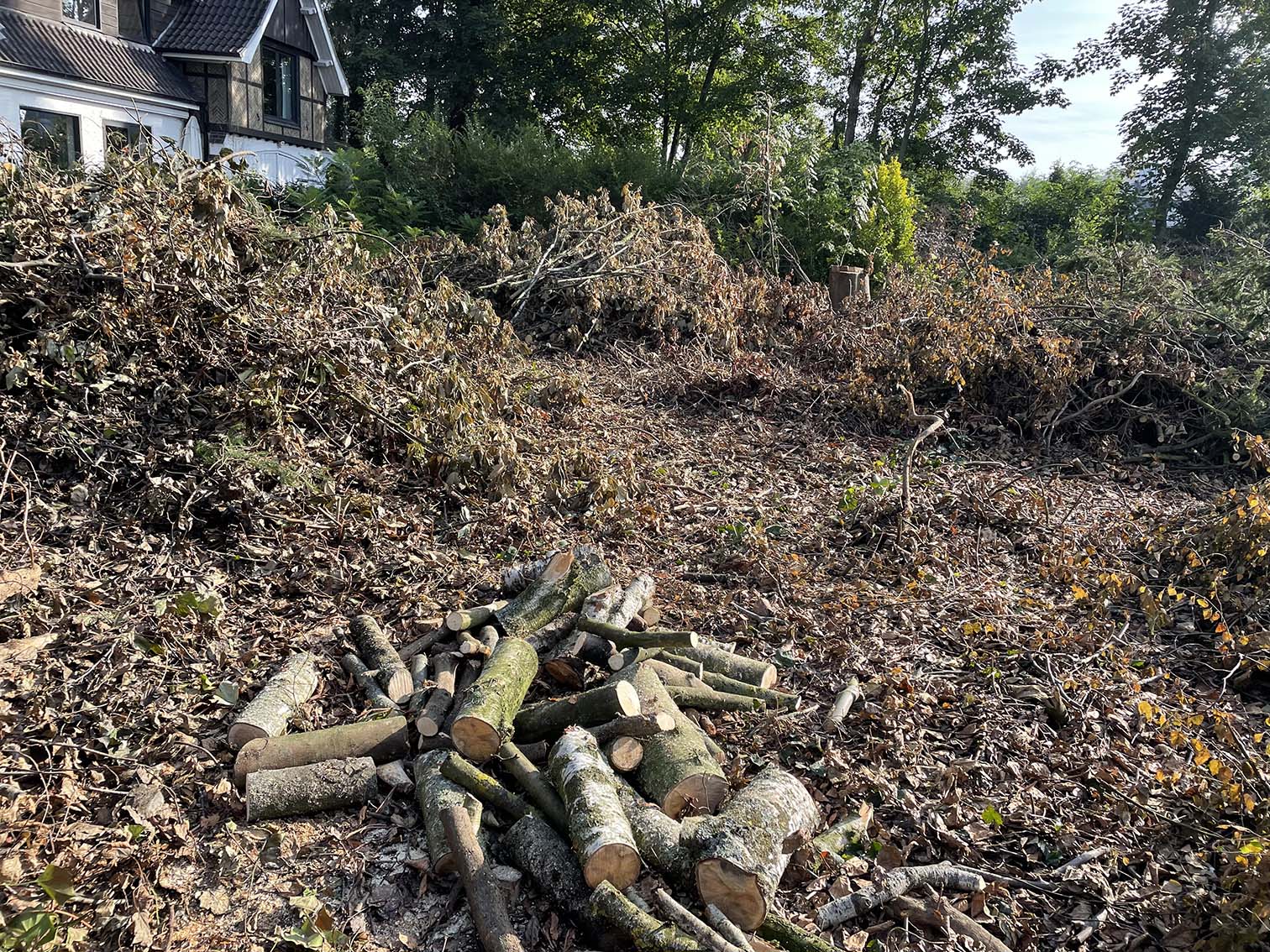 vellen bomen op stuk bouwgrond