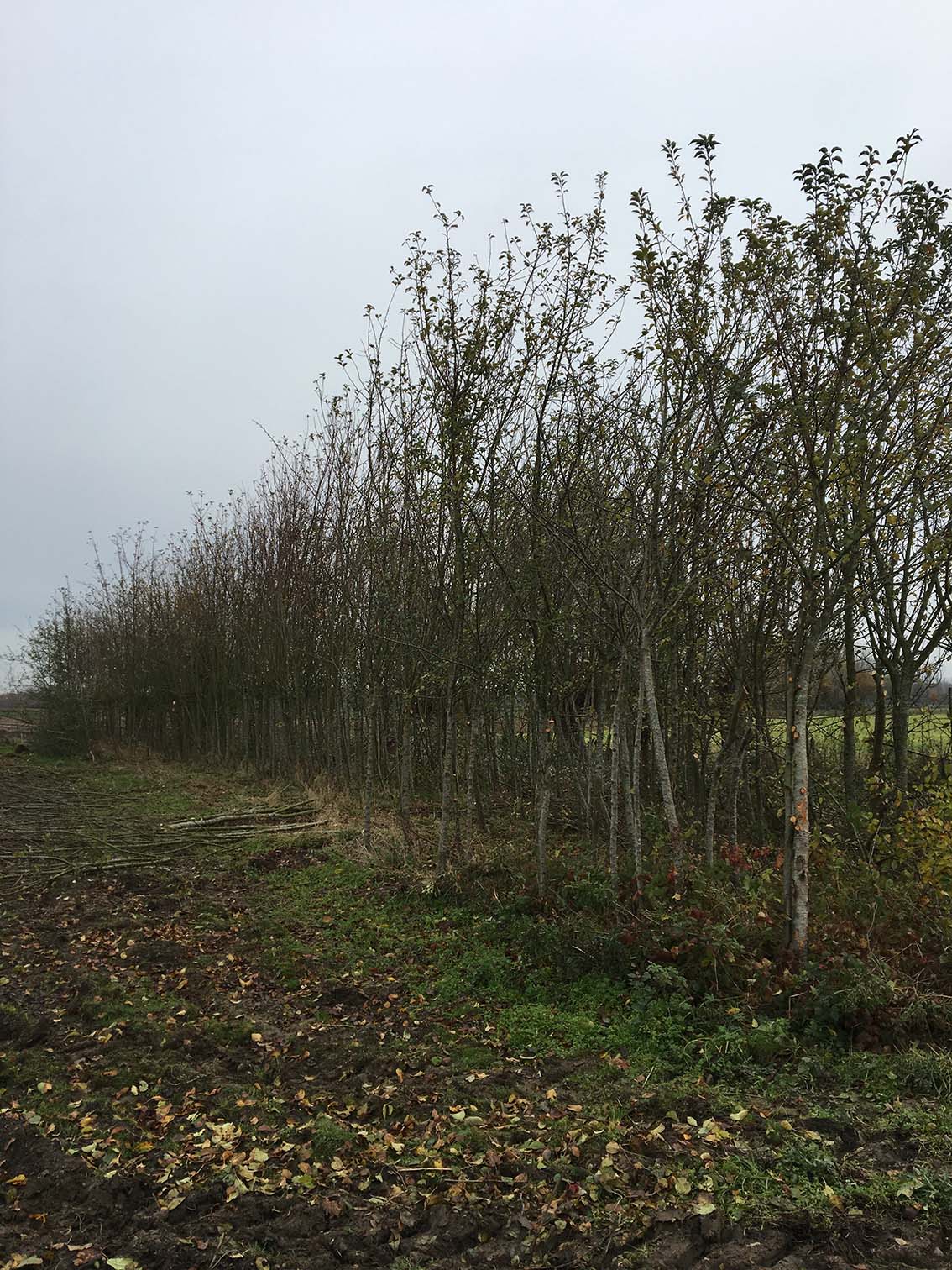 geplante jonge bomen verwijderen en land opschonen