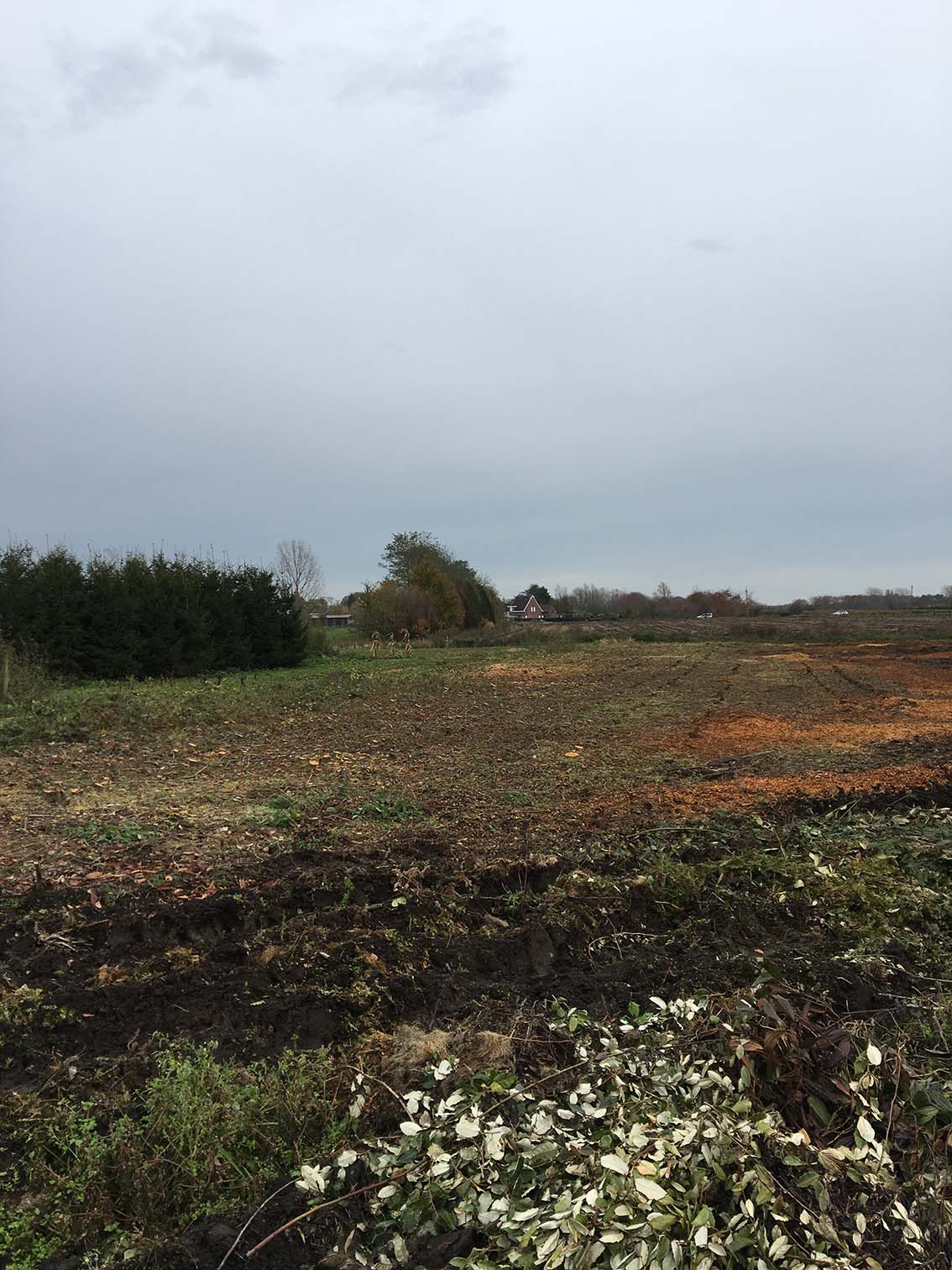 geplante jonge bomen verwijderen en land opschonen