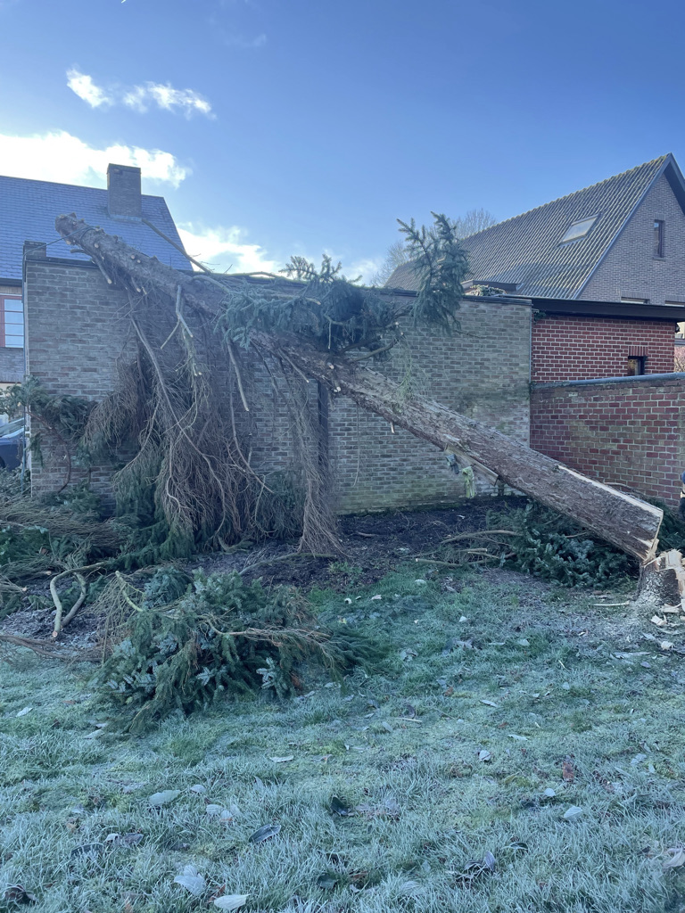 vellen boom wegens stormschade